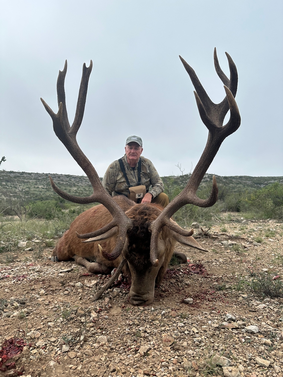 Hunting Red Stags