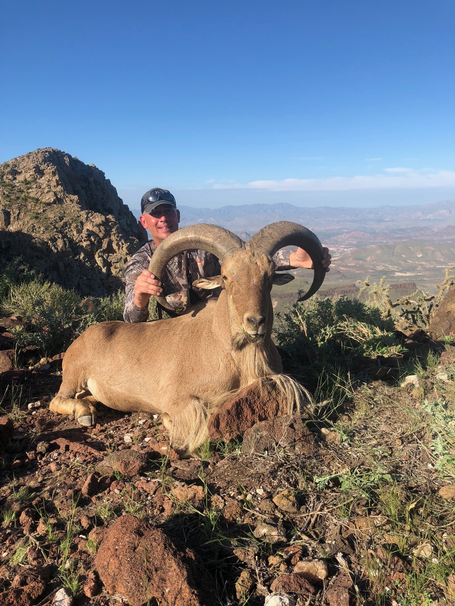 Texas Aoudad Sheep Hunts | All Seasons Guide Service