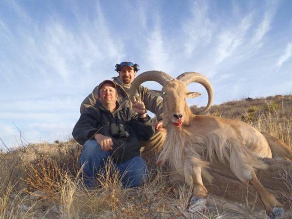 Trophy Aoudad Sheep