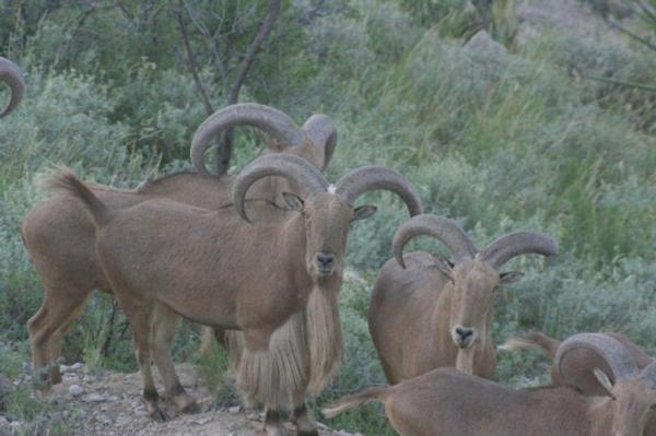 Planning Aoudad sheep hunts