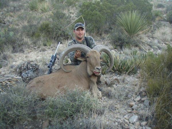 Aoudad sheep hunts